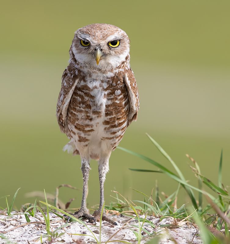 кроличий сыч, florida, burrowing owl, owl, флорида,сыч Cыч - Burrowing Owlphoto preview
