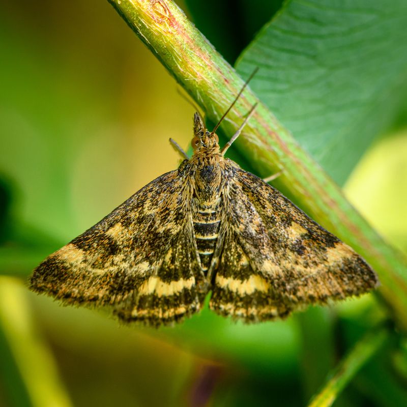 Mottled Pyrausta Mothphoto preview