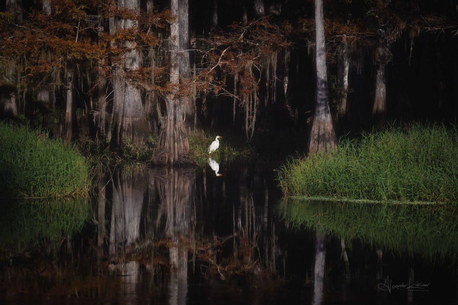 У "Лукоморья"...). Автор: Александр Кукринов кипарисы,флорида,рассвет,пейзаж,цапля, Александр Кукринов