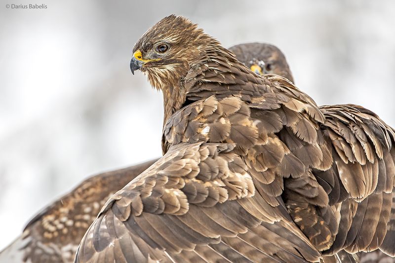 Канюкphoto preview