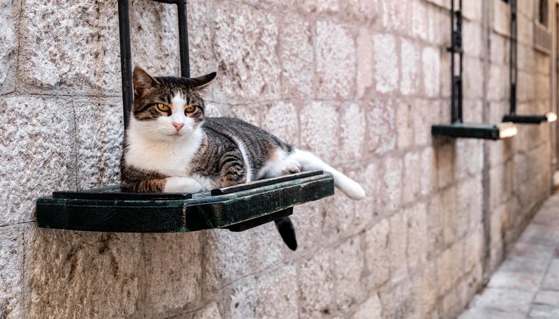 Которские котыphoto preview