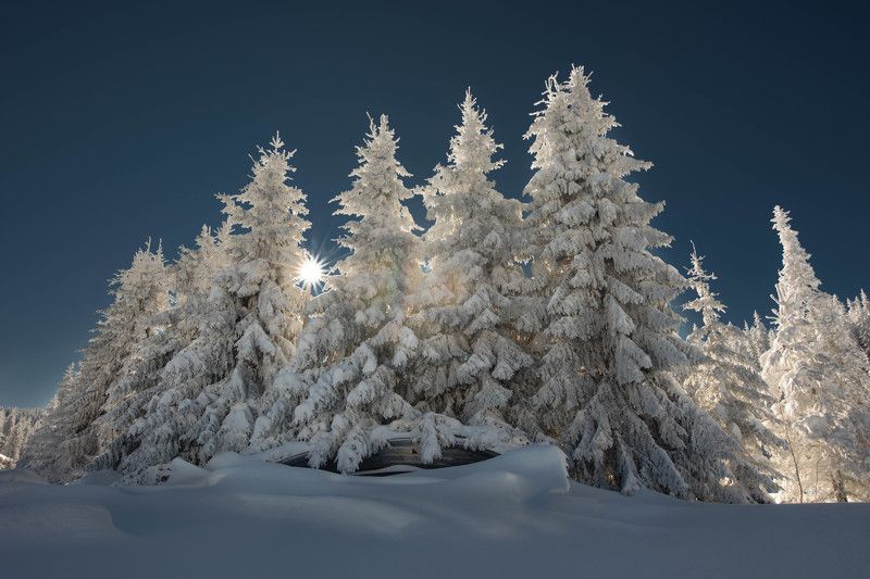 #landscape#nature#winter Зимно семействоphoto preview