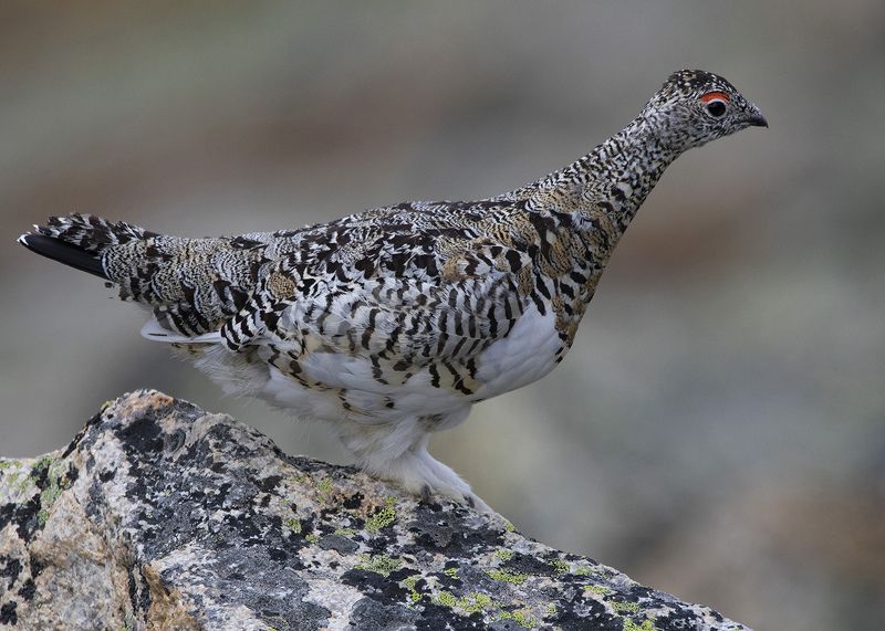 Куропатка Птица Тундряная куропаткаphoto preview