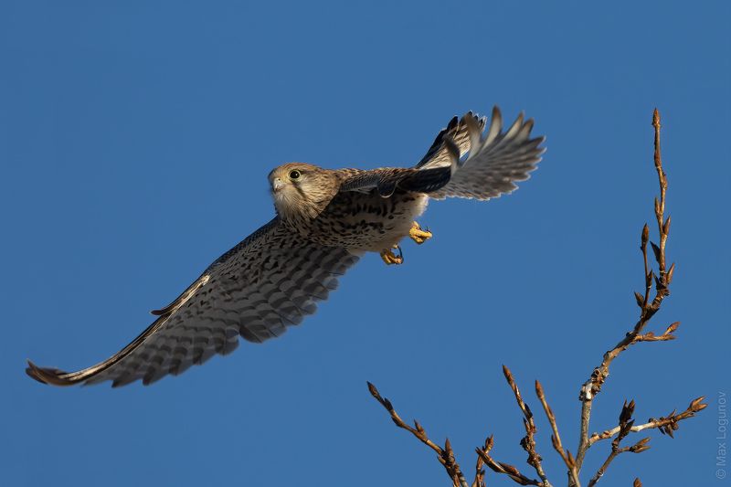 Сокол пустельга в полётеphoto preview