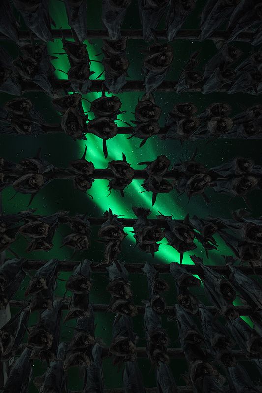 +++ cod +++photo preview