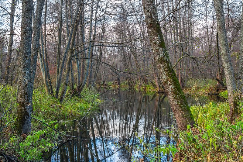 осень, лес, вода, река photo preview