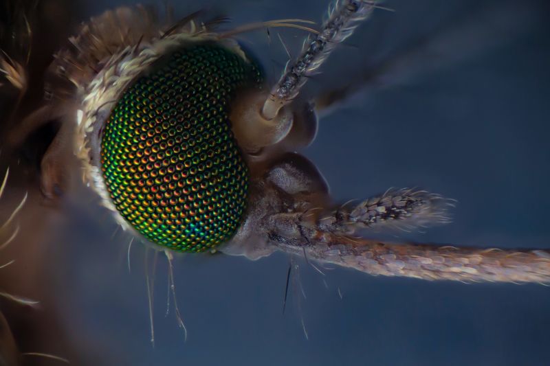 Mosquitophoto preview