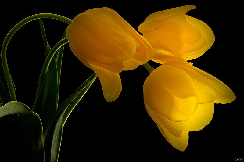art, art image, close-up, color, colors, color image, flower, flowers, green, light, macro, nature, photography, trilogy, tulip, tulips, yellow, Trilogy of Lightphoto preview