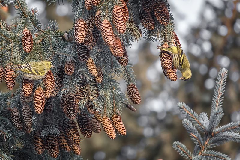 птица, чиж, зима, чижи..photo preview