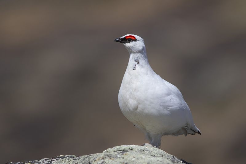 Тундряная куропаткаphoto preview