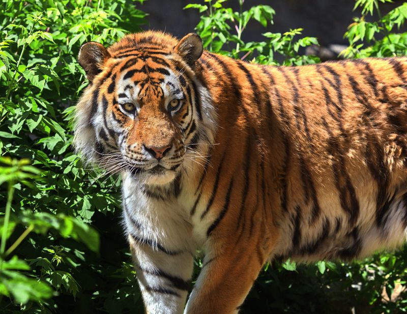 амурский тигр, тигры, кошки Амурский тигрphoto preview