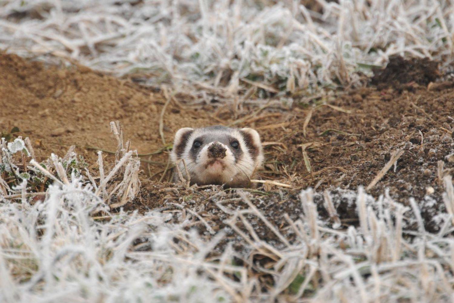 Автор: Predrag Kostin , Predrag Kostin