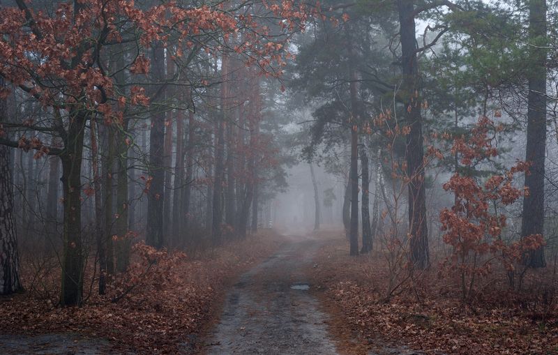 лес осень ноябрь туман холод Сыро и зябко бродить средь туманаphoto preview
