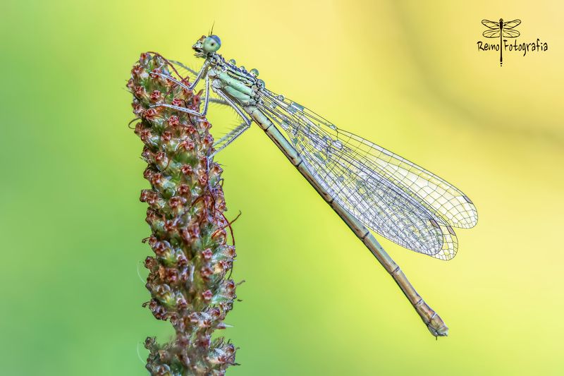 Platycnemis pennipes-Pióronóg zwykły.photo preview
