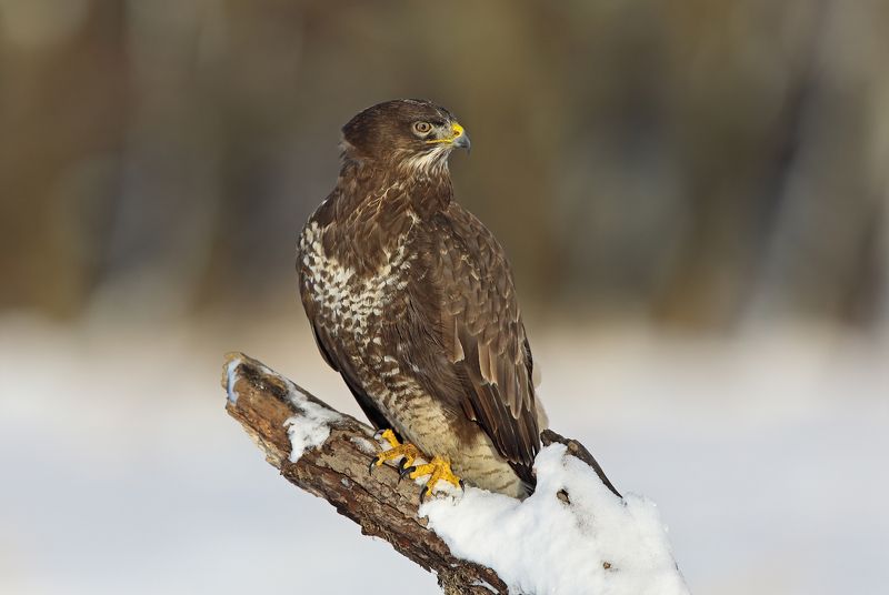 Канюк. фото превью