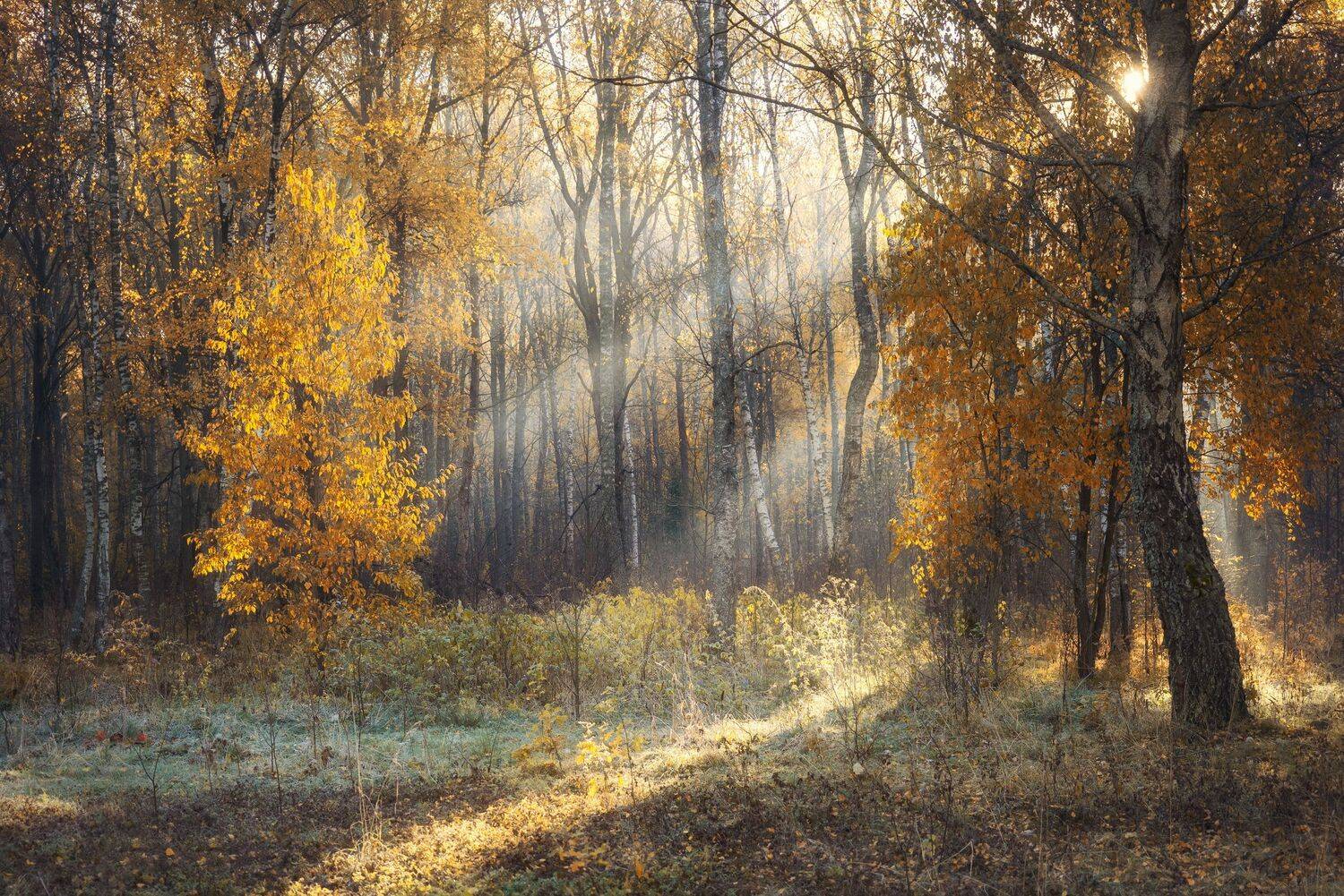 , Мозжухин Максим