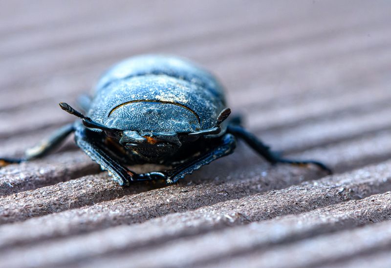 Face of Dorcus parallelipipedus, the lesser stag beetlephoto preview