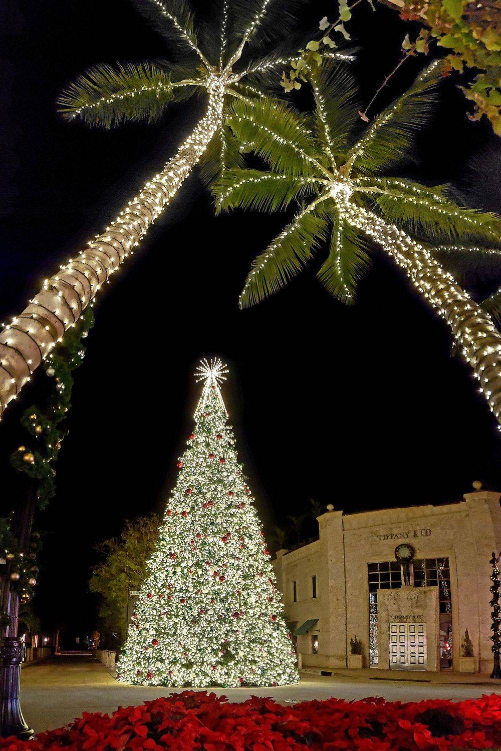 Christmas Under the Palms / Новый Год под пальмами. Автор: Роман Голубенко christmas, tree, new, year, roman, golubenko, palms, Роман Голубенко