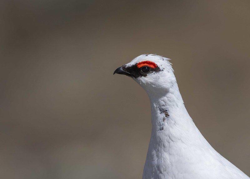 Куропатка Птица Тундряная куропаткаphoto preview