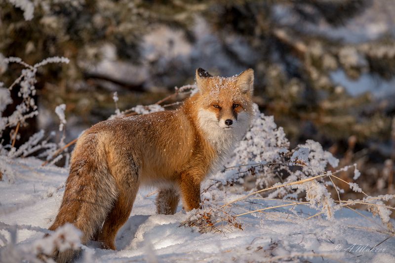 Рыжаяphoto preview