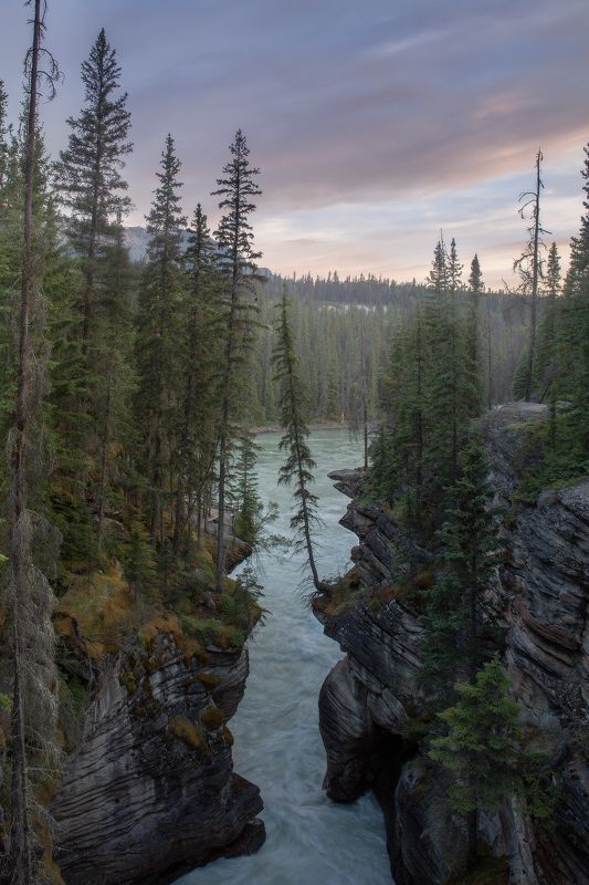 tree, canada, jasper, canyon ВЫСКОЧКАphoto preview