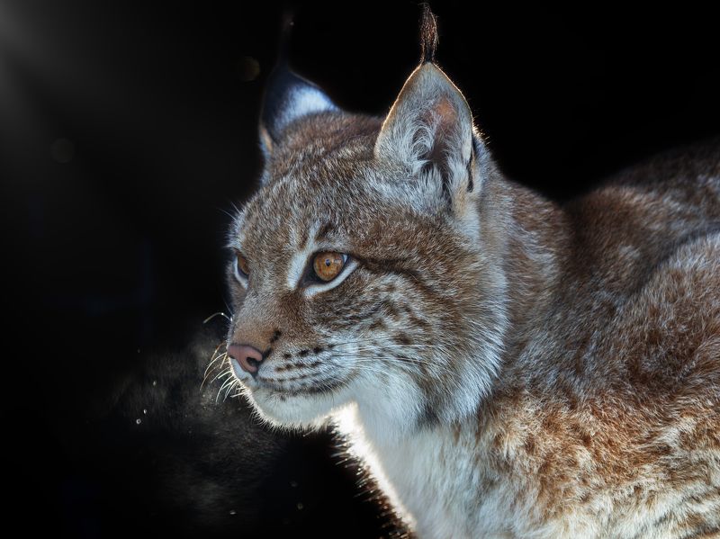 рысь, кошки Рысьphoto preview