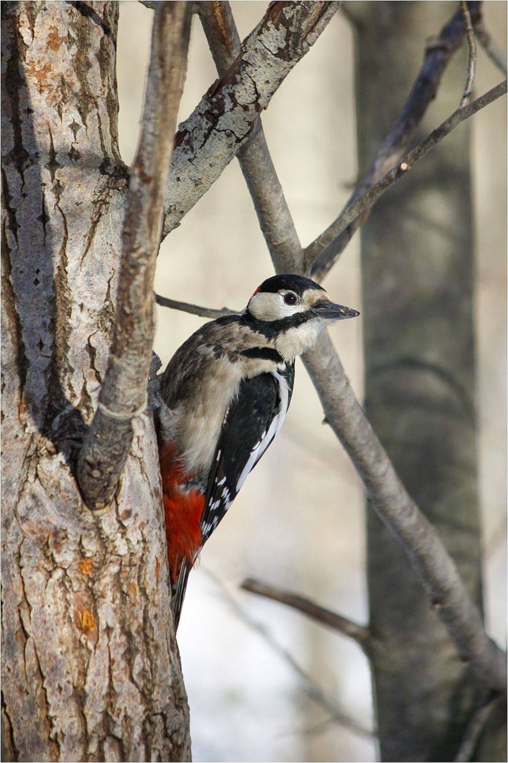 дятел, КарОл