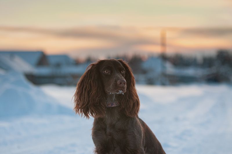 На закате дняphoto preview