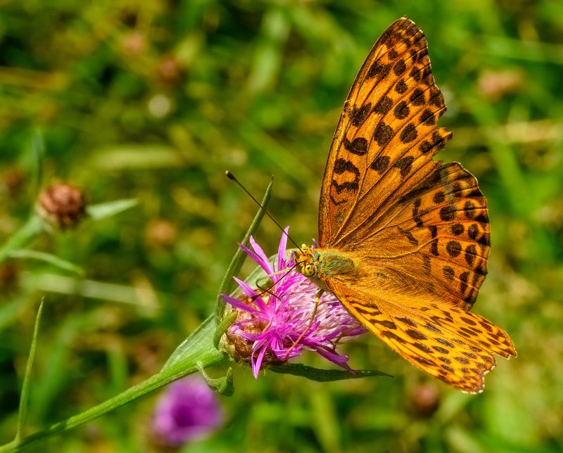 Brenthis inophoto preview