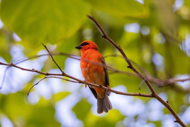 Нарядный воробей фото превью