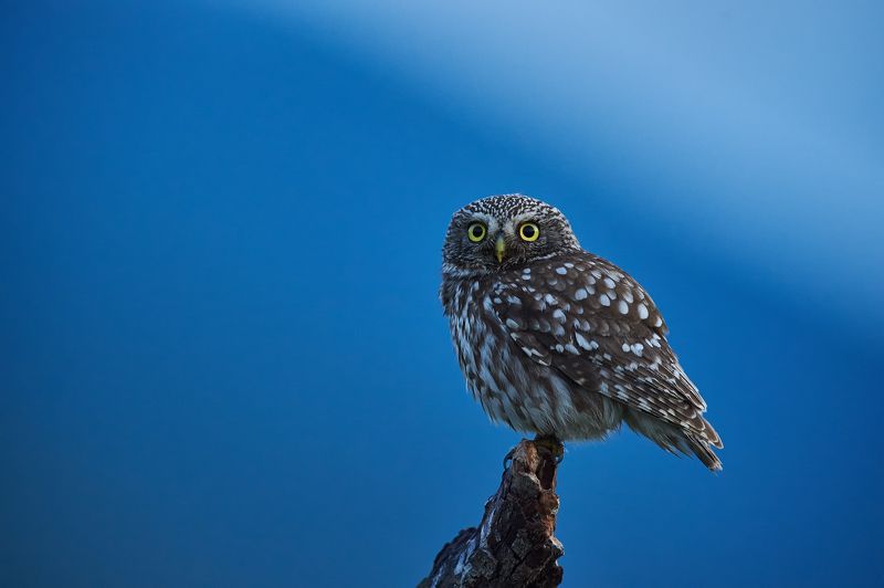 nature, wildlife, birds, owls ***photo preview