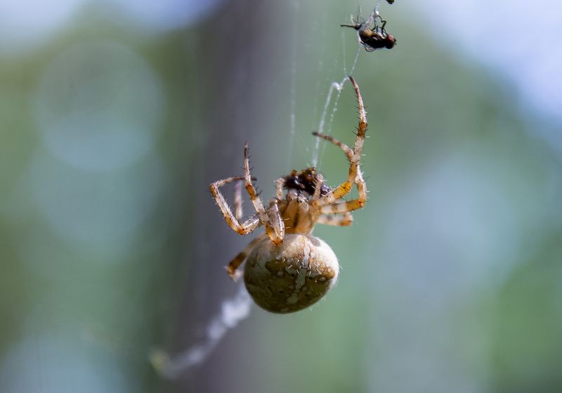 Паук крестовик.photo preview