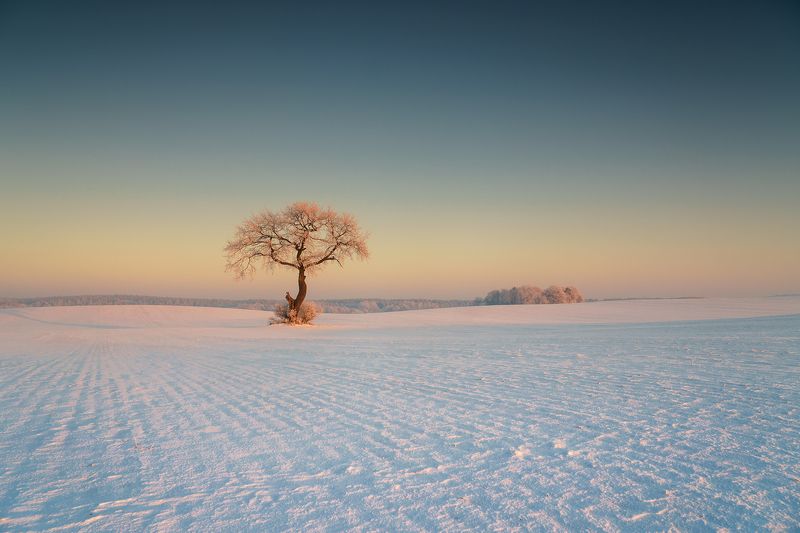 december, tree, winter, snow, field, landscape, white, gray, rime December Oakphoto preview