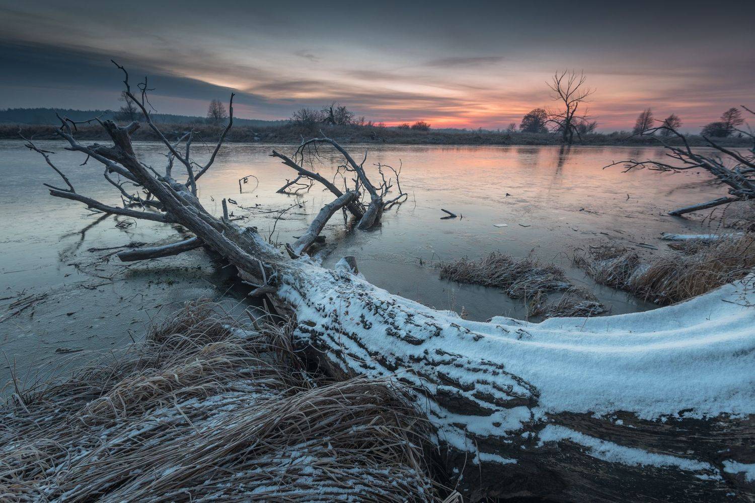 Cold tree. Автор: Marcin Orszulak , Marcin Orszulak