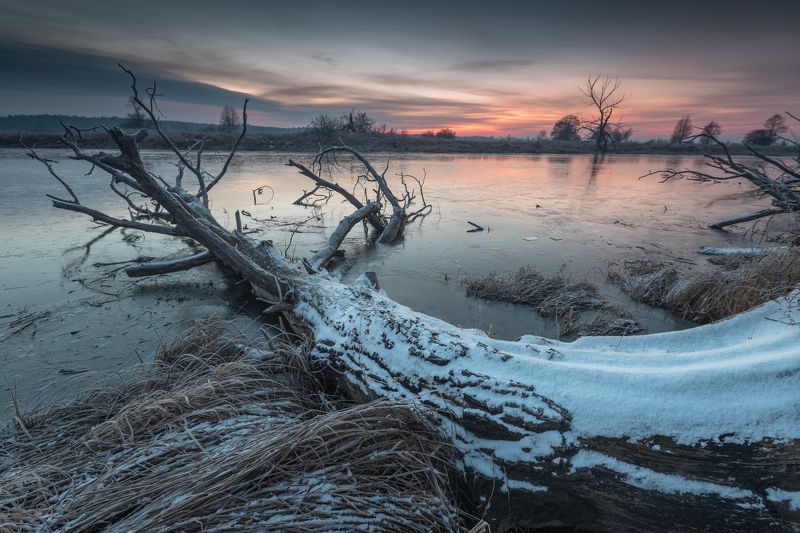 Cold treephoto preview