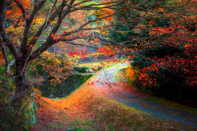 autumn in japanphoto preview