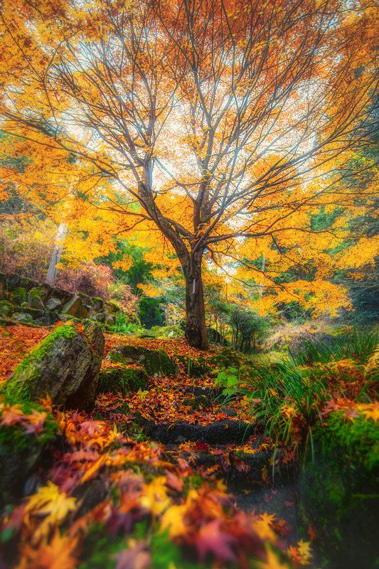 autumn ladderphoto preview