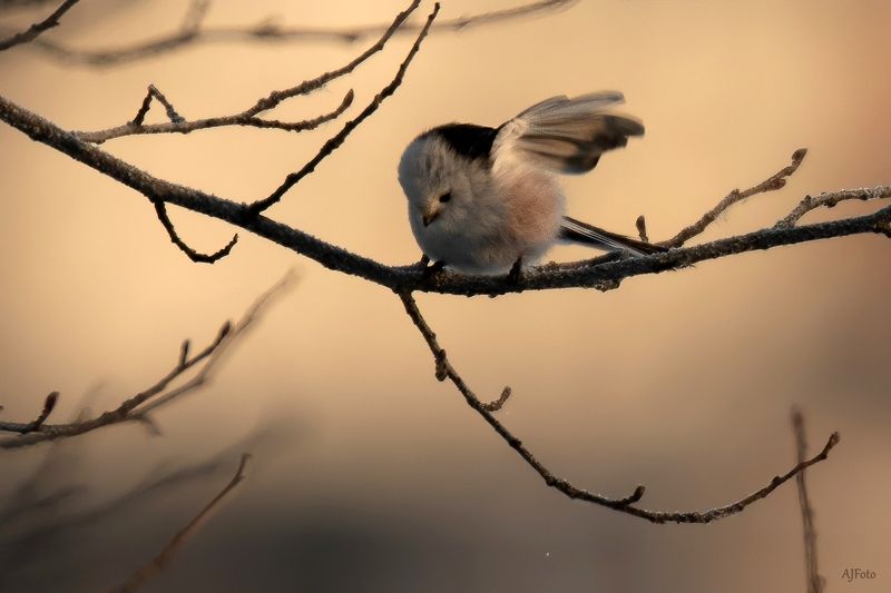 raniuszekphoto preview