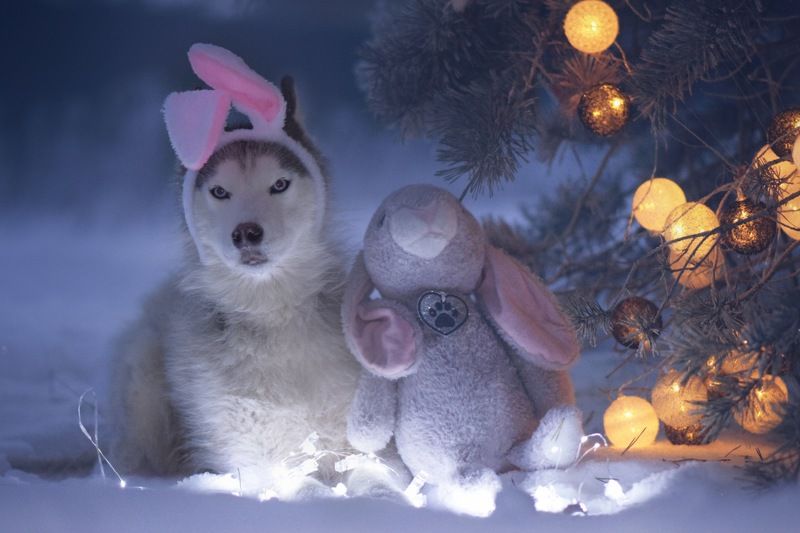 Сказочные зайкиphoto preview