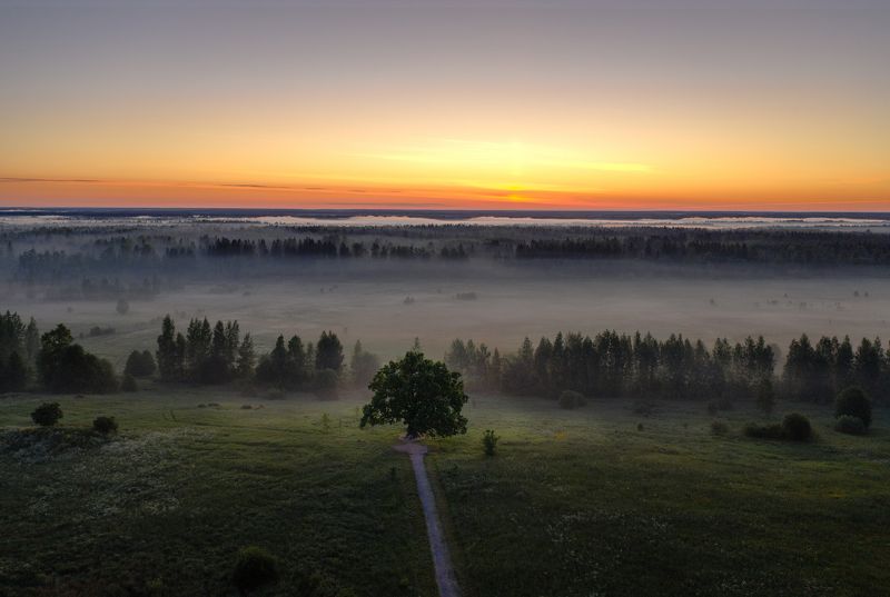 Дуб черешчатыйphoto preview