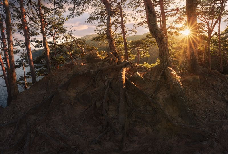 сосны, закат, солнце ***photo preview