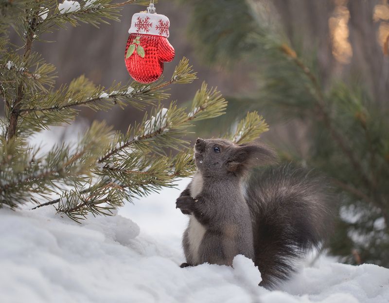 нерюнгри, белка, якутия, дикие_животные, новый_год, гаичка Рукавичка фото превью