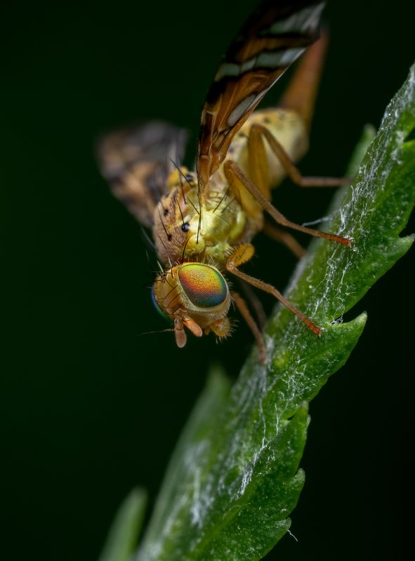 Цвет из иных миров фото превью