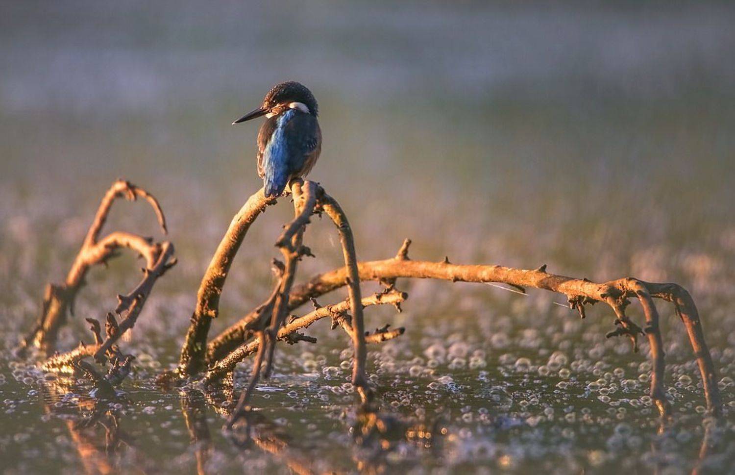 , Вячеслав Мищенко