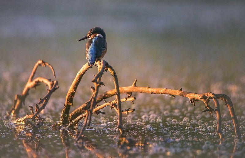 Встречая рассветphoto preview