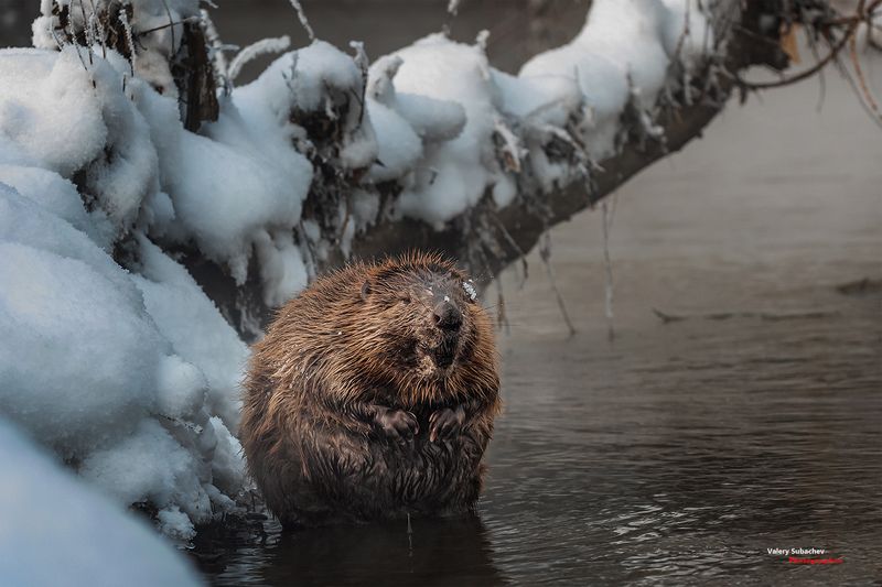 Здравствуй, Люба. Я вернулся...photo preview