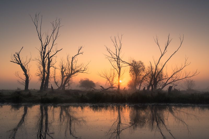 tree, landscape, sunrice Old treephoto preview