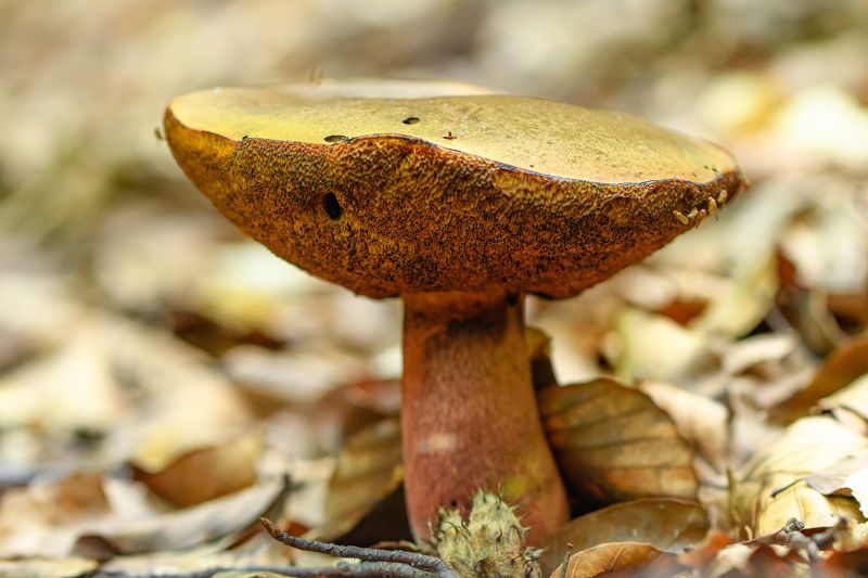 Mushroom and fliesphoto preview