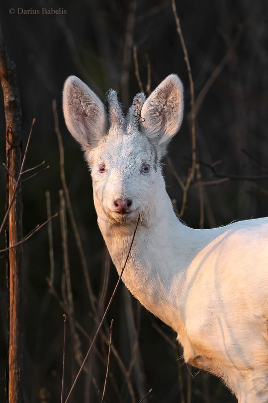 Альбиносыphoto preview
