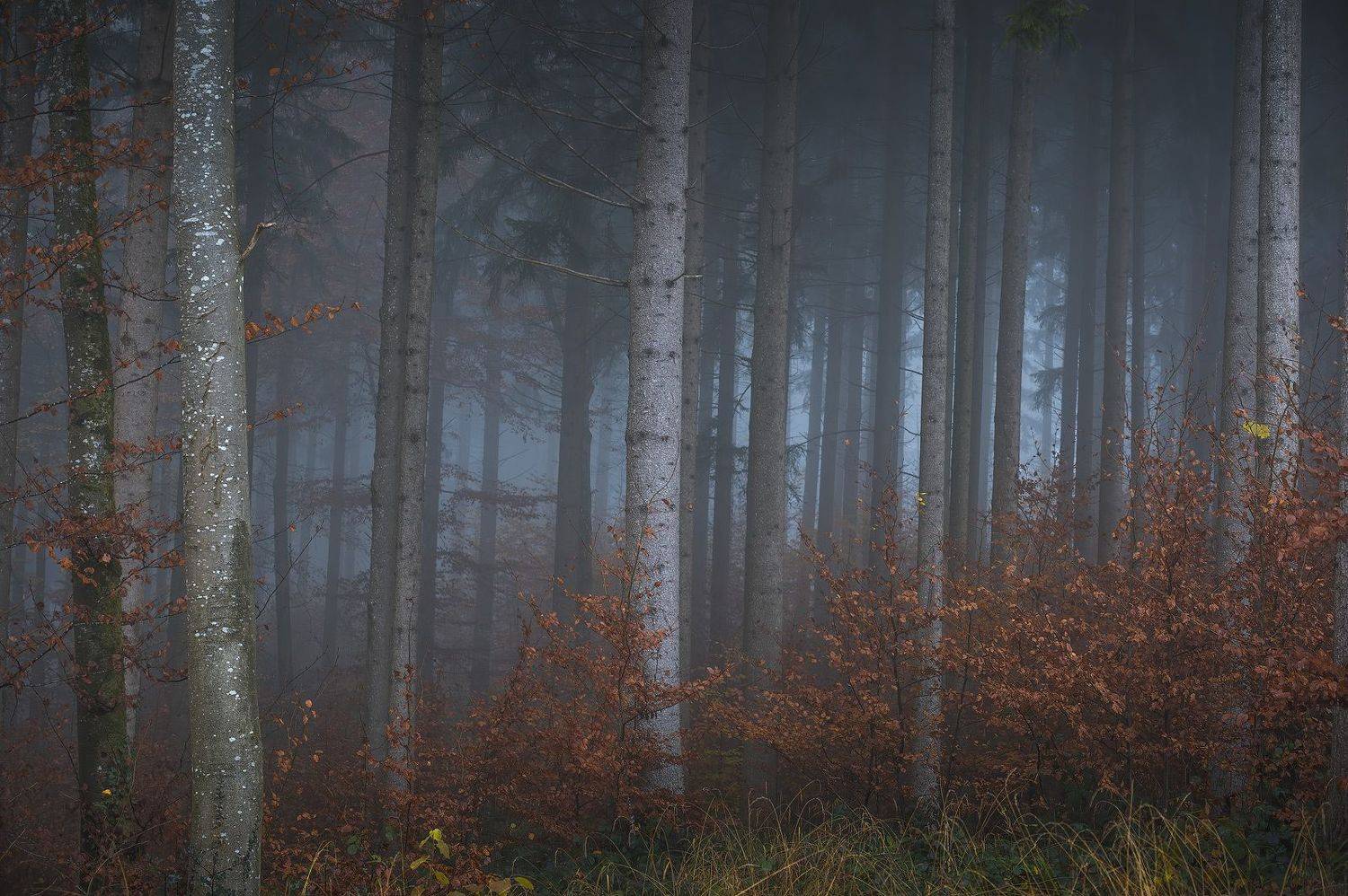 tree, trees, forest, fog, foggy, дерево, деревья, лес, туман, Alex Emelyanov